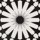 ETNA ASTER BLK & WHT 8X8 D1A2